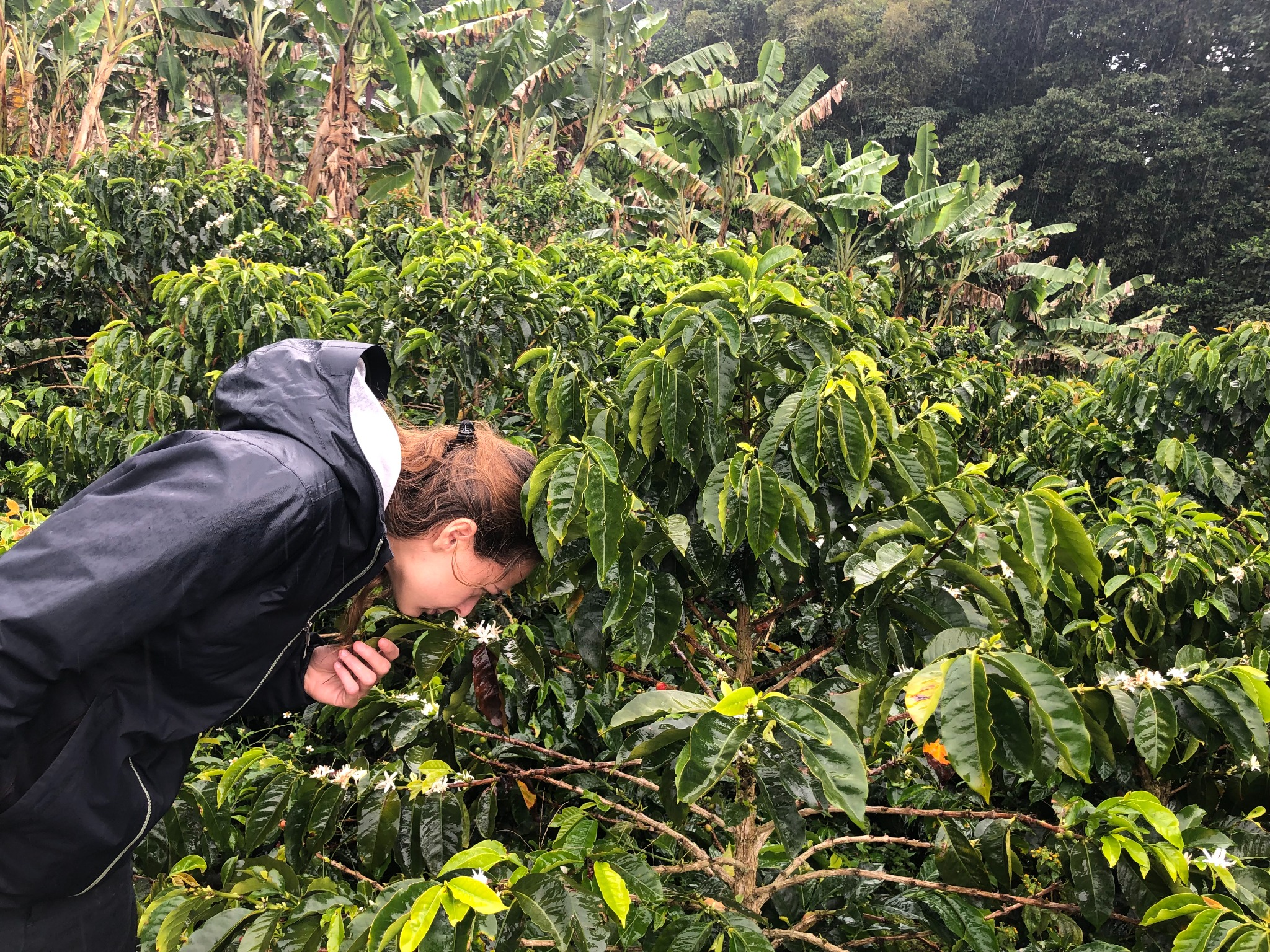 Caffè in origine, tra le piante e il lavoro sul campo